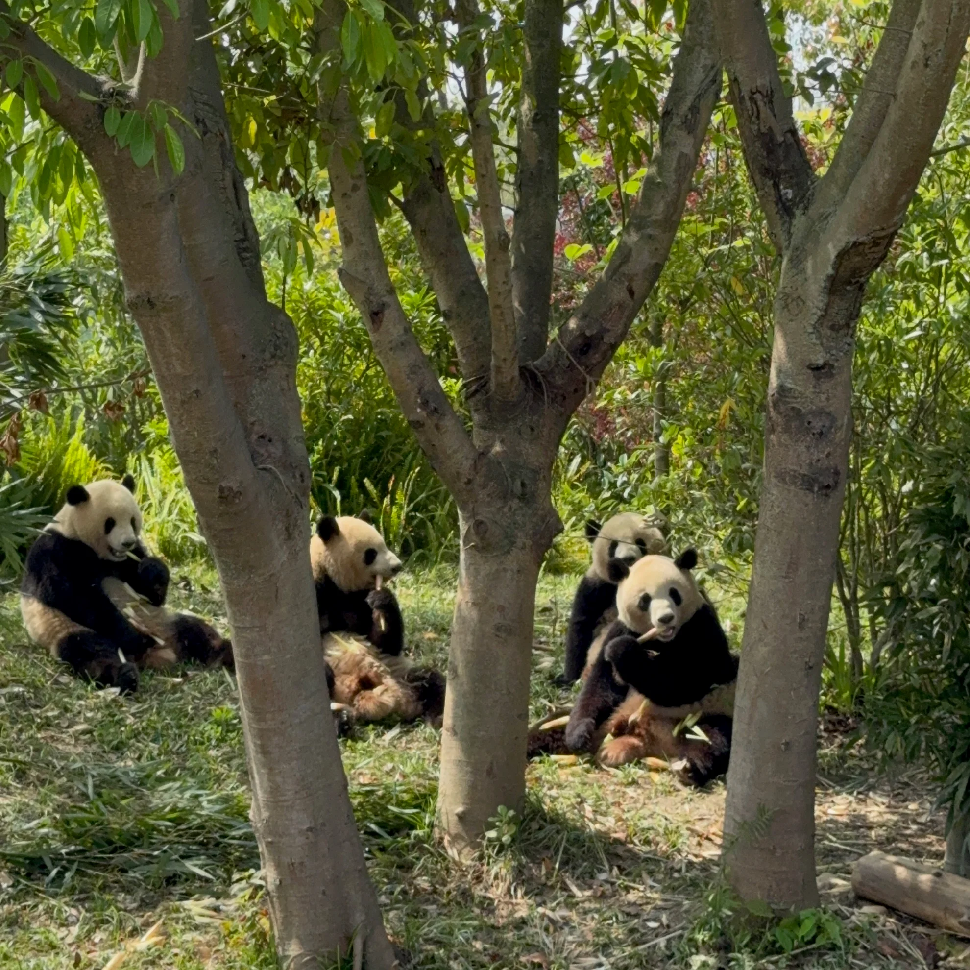Cover Chengdu